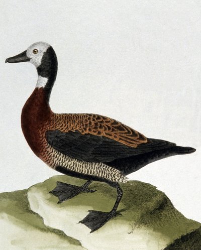 Eend van Maragnan door Francois Nicolas Martinet