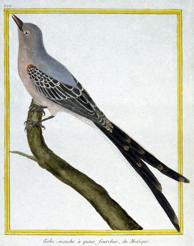 Wetenschap. Zoölogie. Vliegenvanger van Mexico. Gravure door Francois Nicolas Martinet in: Histoire naturelle des oiseaux, door Georges Louis Leclerc de Buffon, Frankrijk, c.1777 door Francois Nicolas Martinet