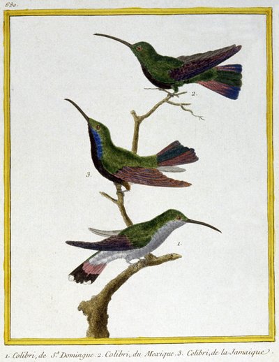 Wetenschap. Zoölogie. Kolibrie van Santo Domingo, Mexico en Jamaica. Gravure door Francois Nicolas Martinet in: Histoire naturelle des oiseaux, door Georges Louis Leclerc de Buffon, Frankrijk, c.1777 door Francois Nicolas Martinet