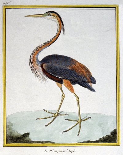 Wetenschap. Zoölogie. Purperreiger. Gravure door Francois Nicolas Martinet in: Histoire naturelle des oiseaux, door Georges Louis Leclerc de Buffon, Frankrijk, c.1777 door Francois Nicolas Martinet