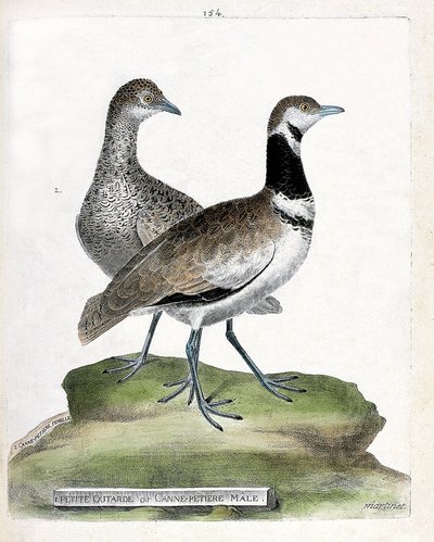 Zoologische kaart (ornithologie): vooraan: kleine trap of kleine mannelijke rietgors en achteraan: vrouwelijke kleine rietgors (canepetiere trap of tetrax tetrax). Illustratie in "De Geschiedenis van de Vogels, Geschilderd in Hun Verschijning en Gevoelige  door Francois Nicolas Martinet