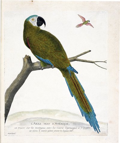 Zoologische kaart (ornithologie): Amerikaanse groene ara