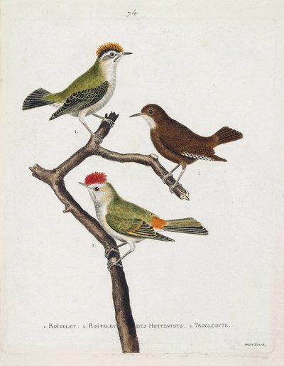 Zoologische kaart (ornithologie). Van boven naar beneden: roitelet (drievoudige bandage of regulus ignicapilla), winterkoning (schattige winterkoning of winterkoning) en roitelet van hottentotten (robijnkroon) op een tak. Illustratie in 