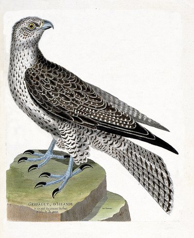Zoologische kaart (ornithologie): IJslandse giervalk (giervalk of falco rusticolus). Illustratie in "De Geschiedenis van de Vogels, Geschilderd in Hun Verschijning en Gevoelige Aspecten" door Francois Nicolas Martinet (1731-1800). Privécollectie. door Francois Nicolas Martinet