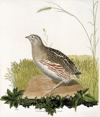Zoologische kaart (ornithologie): Mannetje kwartel (ble kwartel of coturnix coturnix). Illustratie in "De Geschiedenis van de Vogels, Geschilderd in Hun Verschijning en Gevoelige Aspecten" door Francois Nicolas Martinet (1731-1800). Privécollectie. door Francois Nicolas Martinet