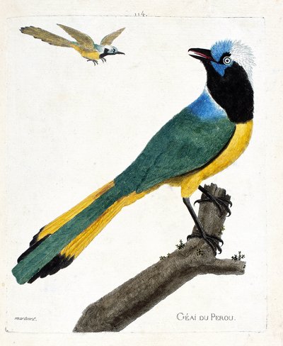 Zoologische kaart (ornithologie): Perou gaai (groene gaai of cyanocorax yncas) op een tak. Illustratie in 