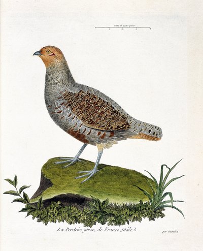 Zoologische kaart (ornithologie): De grijze patrijs van Frankrijk, mannetje (grijze patrijs of patrijs). Illustratie in 