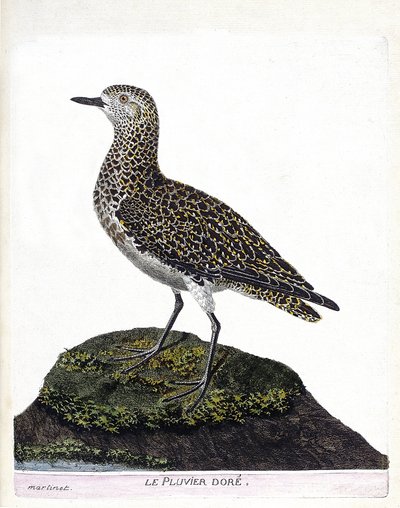 Zoologische kaart (ornithologie): kasuaris (kasuaris of cassuarius cassuarius). Illustratie in 