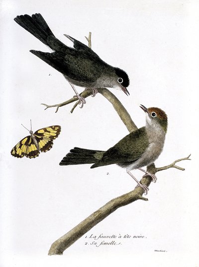 Zoologische kaart (ornithologie): van boven naar beneden: de zwartkop en zijn vrouwtje (Sylvia atricapilla) op een tak. Illustratie in "De Geschiedenis van de Vogels, Geschilderd in Hun Verschijning en Gevoelige Aspecten" door Francois Nicolas Martinet (17 door Francois Nicolas Martinet