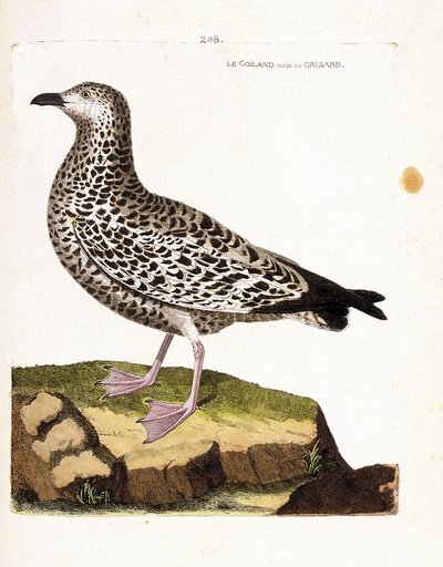 Zoologische kaart (ornithologie): goiland varieert of grisard (goeland of larus sp). Illustratie in 