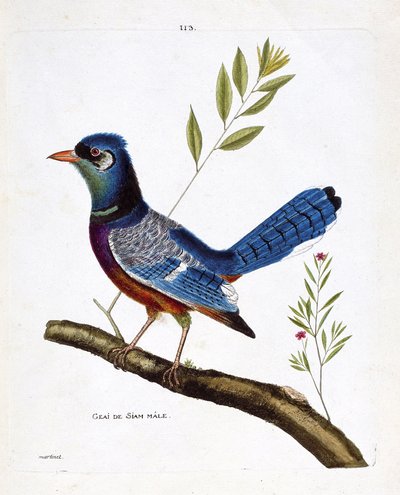 Zoologische kaart (ornithologie): mannelijke siamese gaai (blauwe gaai of cyanocitta cristata) op een tak. Illustratie in 