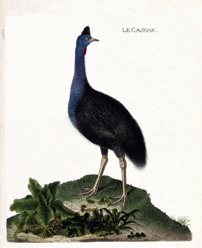 Zoologische kaart (ornithologie): de casoar (casoar met helm of cassuarius cassuarius). Illustratie in 