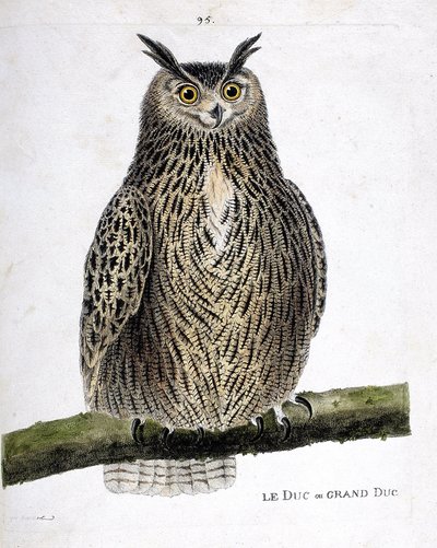 Zoologische kaart (ornithologie): de hertog of grote hertog (grote hertog of bubo bubo) op een tak. Illustratie in “De Geschiedenis van de Vogels, Geschilderd in Hun Verschijnende en Gevoelige Aspecten” door Francois Nicolas Martinet (1731-1800). Privécoll door Francois Nicolas Martinet