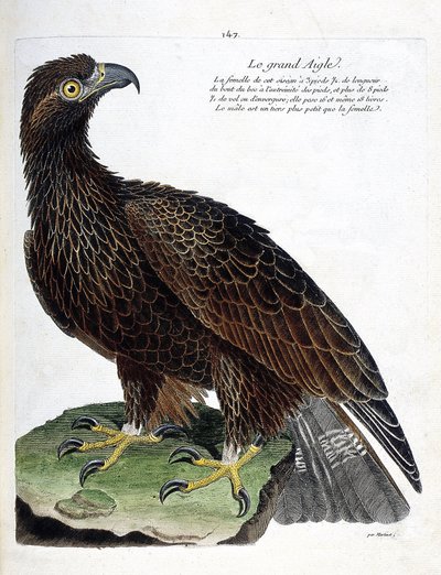 Zoologische kaart (ornithologie): de grote adelaar (koningsadelaar of aquila chrysaetos). Illustratie in 