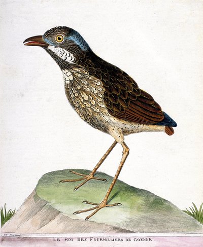 Zoologische kaart (ornithologie): de koning van de vierduizend van Cayenne (grallaire koning of grallaria varia). Illustratie in 