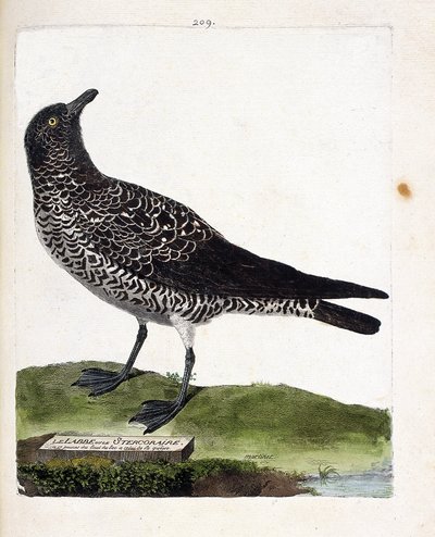 Zoologische kaart (ornithologie): de grote jager (grote jager of stercorarius pomarinus). Illustratie in 