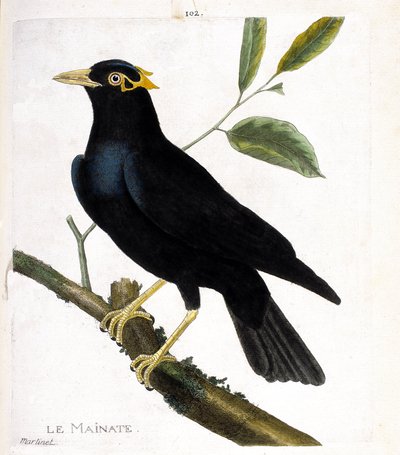 Zoologische kaart (ornithologie): de mainate (religieuze mainate of gracula religiosa) op een tak. Illustratie in “De Geschiedenis van de Vogels, Geschilderd in Hun Verschijnende en Gevoelige Aspecten” door Francois Nicolas Martinet (1731-1800). Privécolle door Francois Nicolas Martinet
