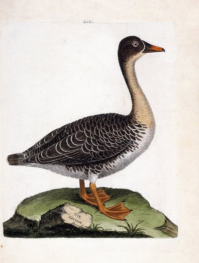 Zoologische kaart (ornithologie): wilde gans (anser fabalis). Illustratie in 