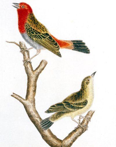 Mus en zijn vrouwtje, gekleurde gravure door François Nicolas Martinet door Francois Nicolas Martinet