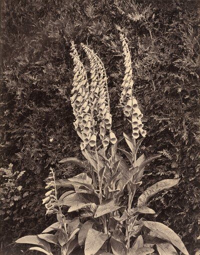 Vingerhoedskruid, ca. 1860s door Frank Mason Good