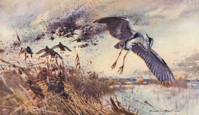 Wild leven in Oost-Anglia: In het oude moeras, reiger en spreeuwen (kleur litho) door Frank Southgate