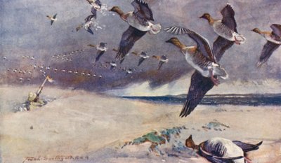 Wild Life in East Anglia: Wild-Goose Shooting door Frank Southgate