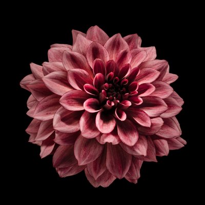 Rijke bordeauxrode dahlia door Fred Louwen