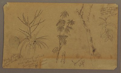 Tekening, Botanische Schetsen; Verso: Wolken, juli 1865 door Frederic Edwin Church
