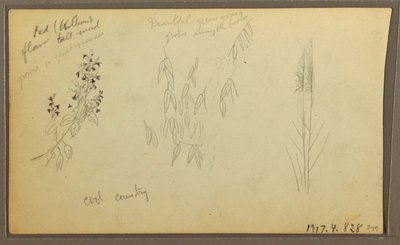 Tekening, Botanische Schetsen, huis; botanische schetsen, 1857 door Frederic Edwin Church