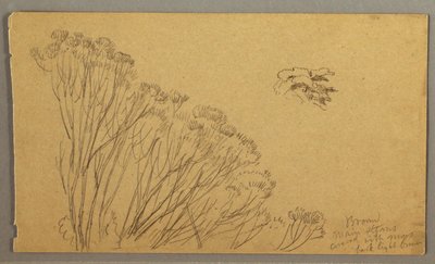 Tekening, Struikachtige bomen, mogelijk 1865-66 door Frederic Edwin Church