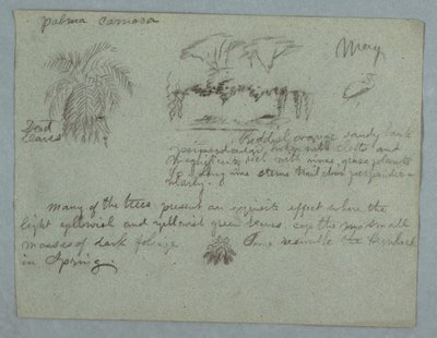Tekening, Camaca Palm, een groep bomen en wijnranken op een rivieroever, vogel en een bos bladeren, Rio Magdalena, Colombia, mei 1853 door Frederic Edwin Church