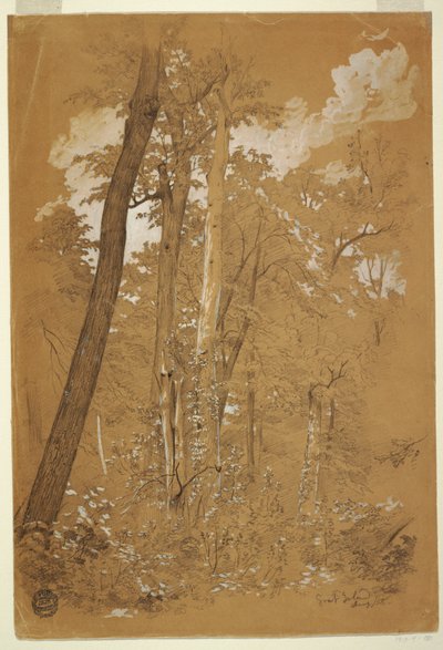 Tekening, Kastanjebomen op Goat Island, Niagara River, New York, augustus 1858 door Frederic Edwin Church