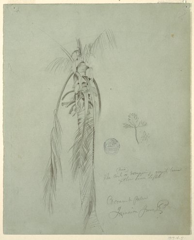 Tekening, Coconut Palm, Jamaica, 14 juni 1865 door Frederic Edwin Church