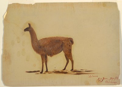 Tekening, Ecuador, San Juan (Chimborazo), lama, september 1853 door Frederic Edwin Church