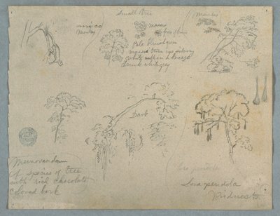 Tekening, Vijf botanische studies met een hangende aap, waarschijnlijk Colombia, 1853 door Frederic Edwin Church