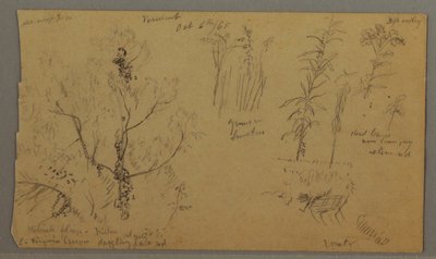 Tekening, Flora Studies, 6 oktober 1865 door Frederic Edwin Church