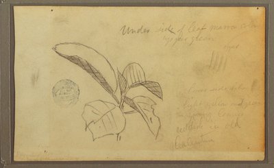 Tekening, Bladeren, 1857 door Frederic Edwin Church