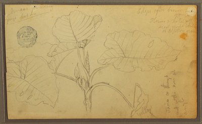 Tekening, Bladeren, 1857 door Frederic Edwin Church