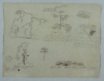 Tekening, Natuurstudies waaronder een Kandelaarboom met een luiaard, Rio Magdalena, Colombia, mei 1853 door Frederic Edwin Church