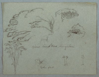 Tekening, Studies van de Rio Magdalena, Colombia:  Boomtoppen, vliegende witte vogel, wijnranken en drie bloeiende planten, 1853, waarschijnlijk mei door Frederic Edwin Church