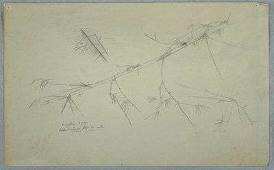 Tekening, Studie van bamboe, Jamaica, mei-augustus 1865 door Frederic Edwin Church