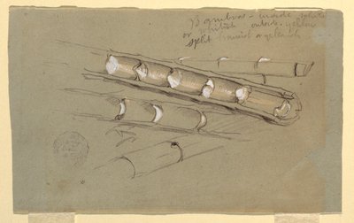 Tekening, Studie van bamboe, juni 1857 door Frederic Edwin Church