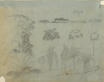 Tekening, Studie met boomtoppen, bomen, vijf ontwerpen van planten en een eiland in de verte, ca. 1852-53 door Frederic Edwin Church