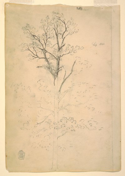 Tekening, Boom, september 1844 door Frederic Edwin Church