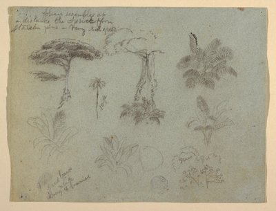 Tekening, Boomstudies gezien vanaf de Rio Magadalena, Colombia, 1853 door Frederic Edwin Church