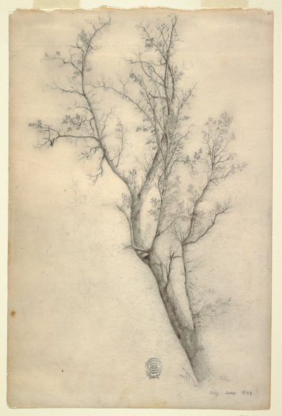 Tekening, Boom met vele takken, juli 1844 door Frederic Edwin Church