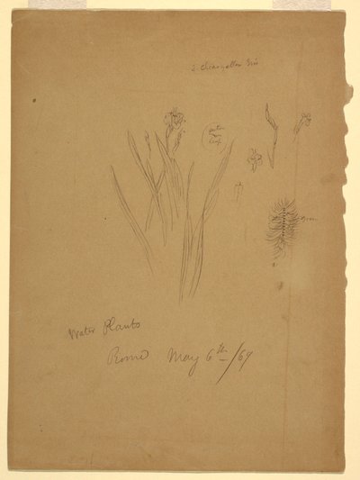 Tekening, Waterplanten, Rome Italië door Frederic Edwin Church