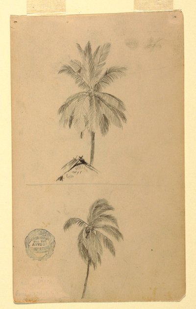 Tekeningen. Twee schetsen. Palmen. door Frederic Edwin Church