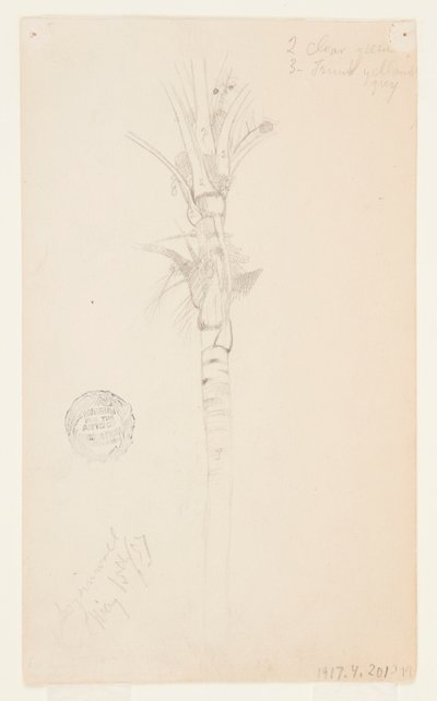 Bladeren en stam van een palmboom, Aspinwall, Panama door Frederic Edwin Church