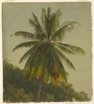 Studie van Palmboom, Jamaica door Frederic Edwin Church